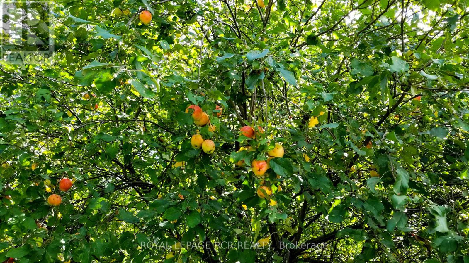 Lot 31 9 County Road, Melancthon, Ontario