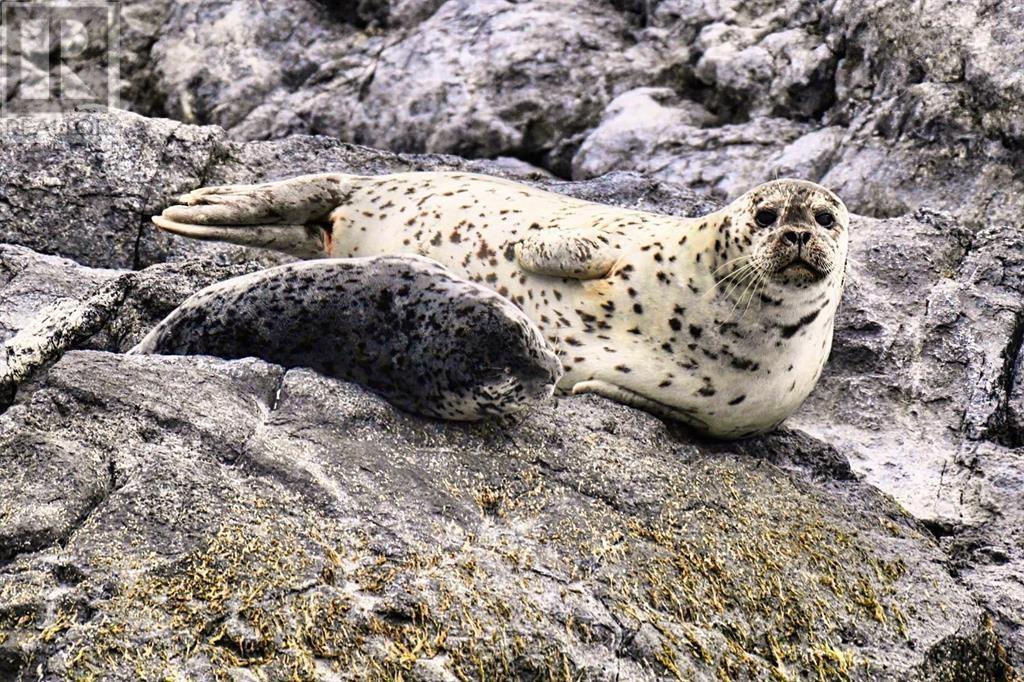 6014 Silverstone Lane, Sechelt, British Columbia