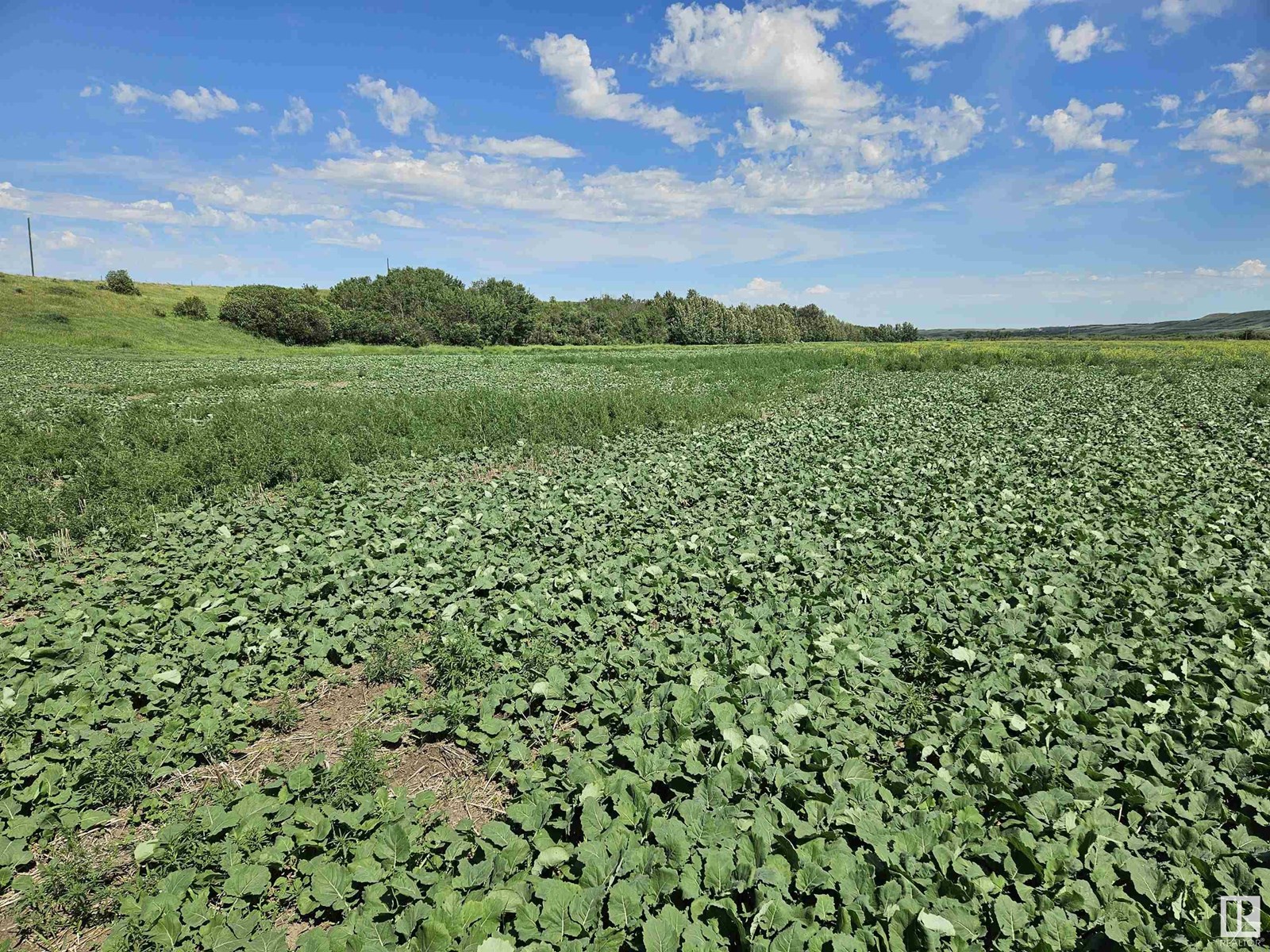 Nw-36-41-10-w4, Rural Flagstaff County, Alberta